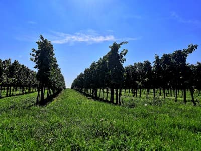 Campen im Weingarten